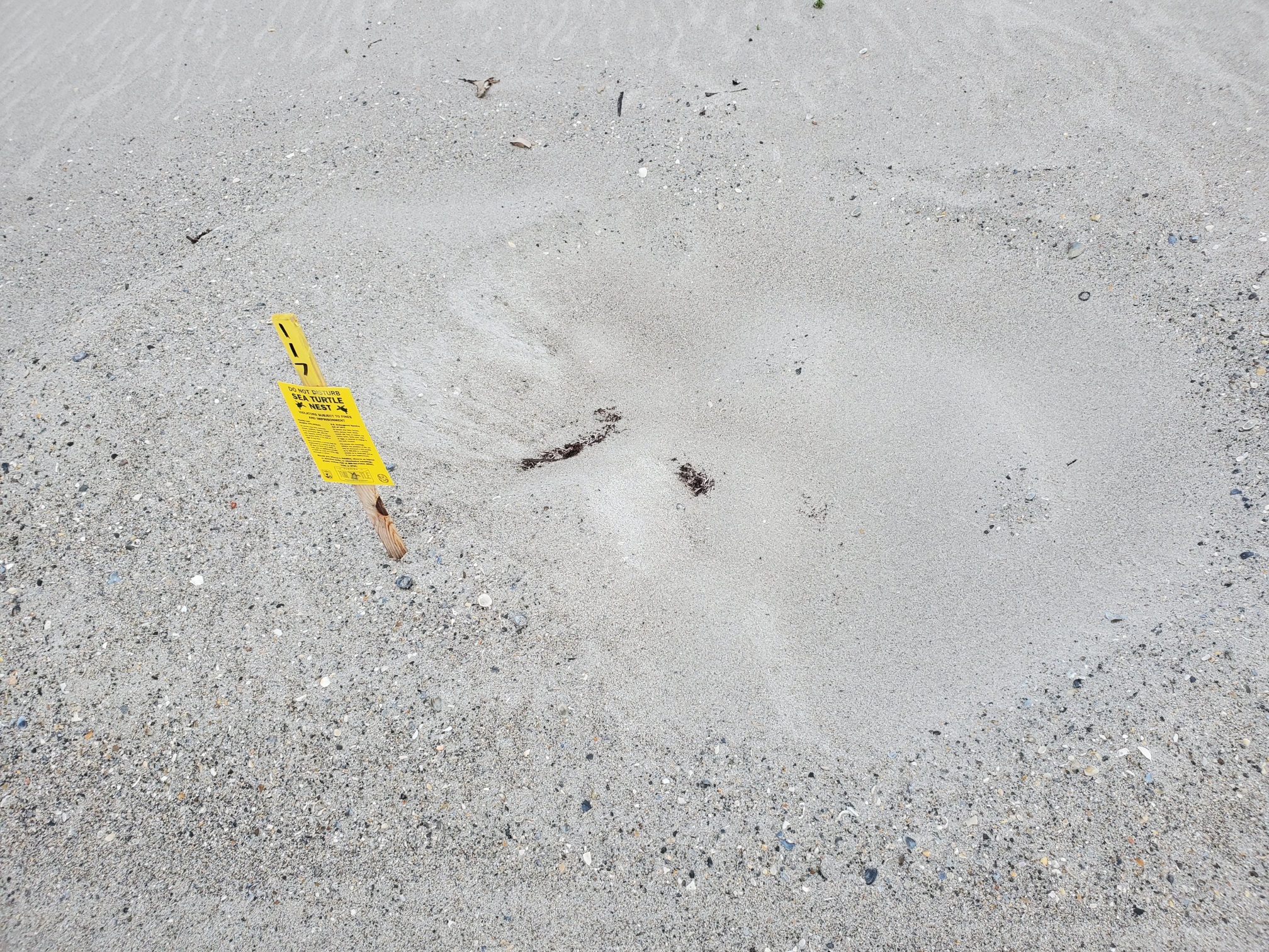 sea turtle nest marker