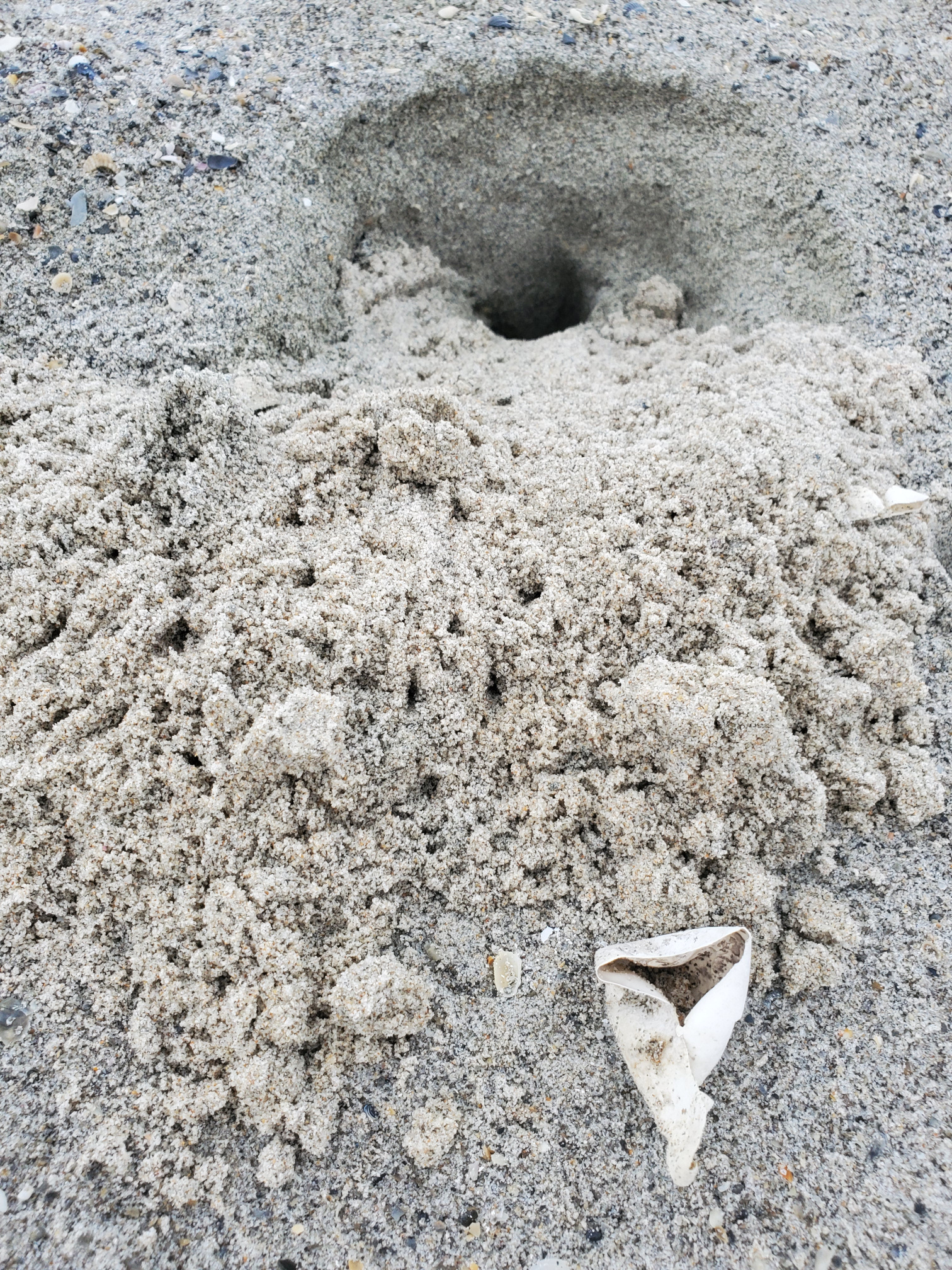 sea turtle hatchling hole