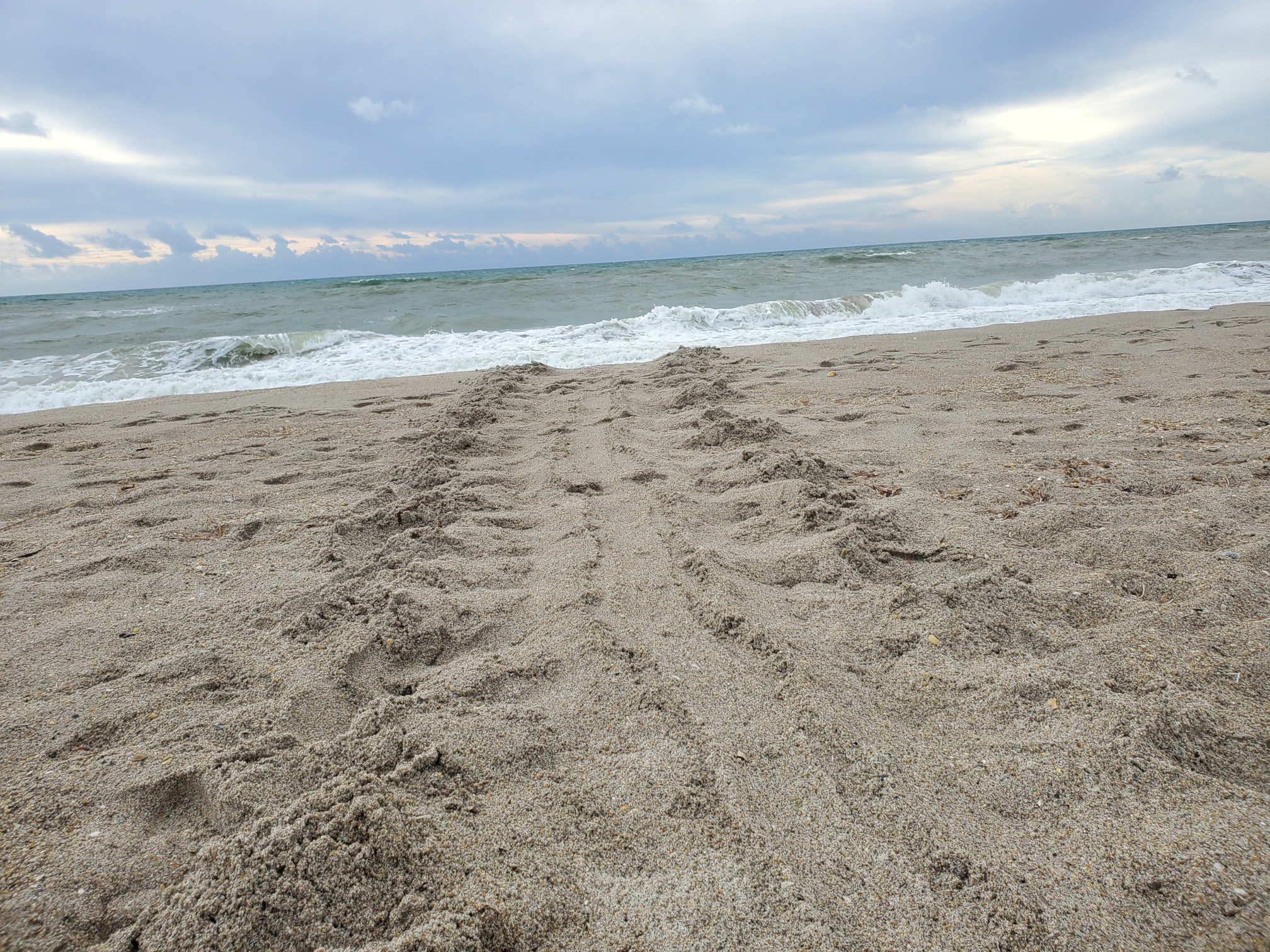 sea turtle track