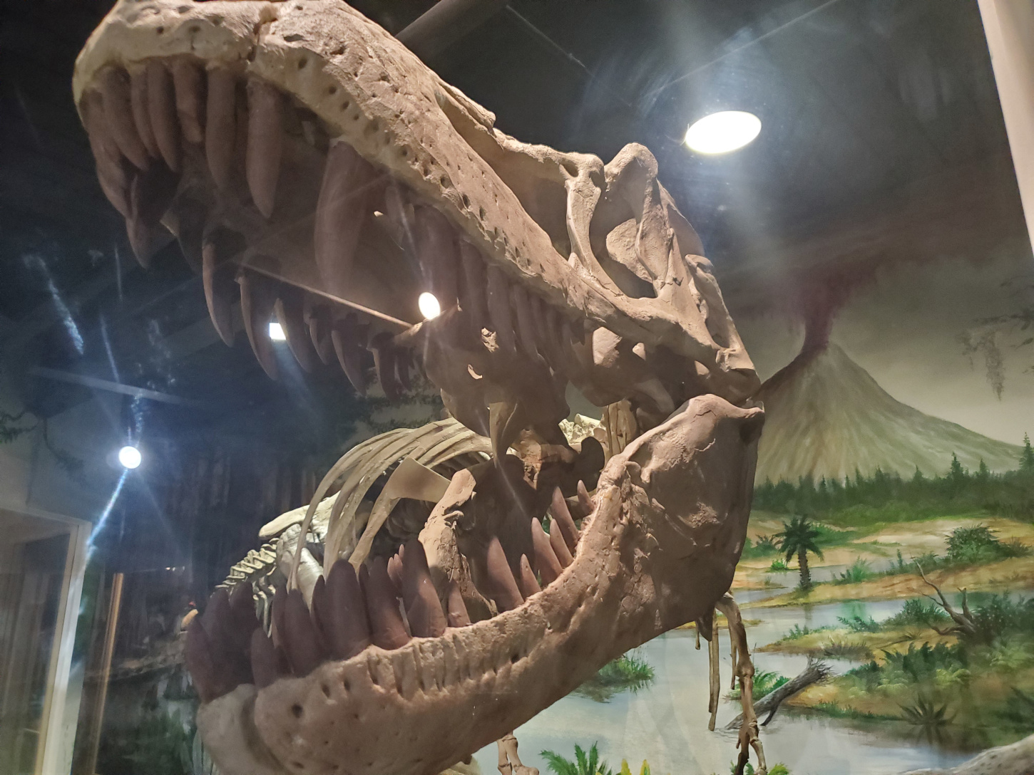 Tyrannosaur skull at the Dinosaur Store
