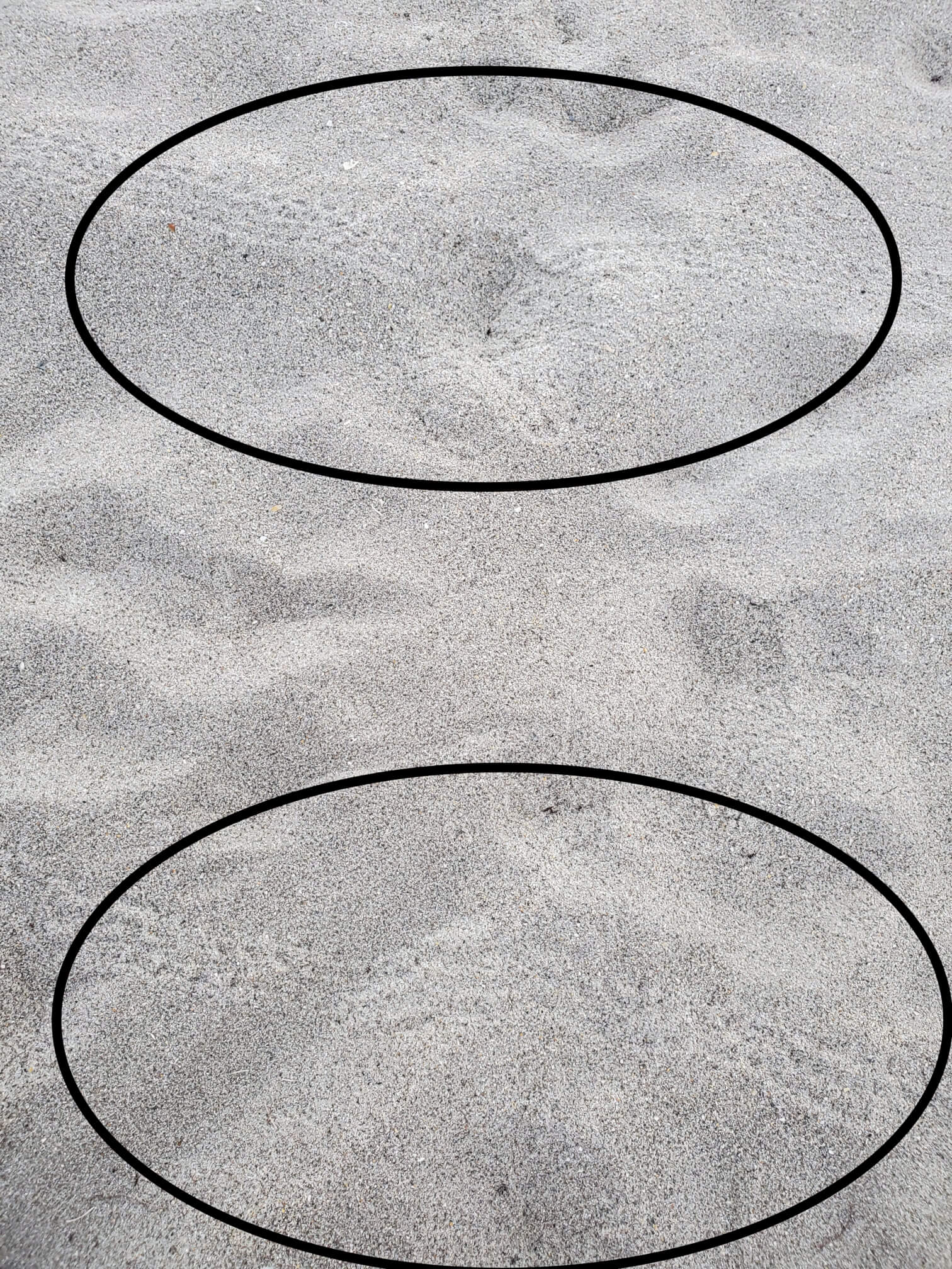 Sea turtle hatchling tracks