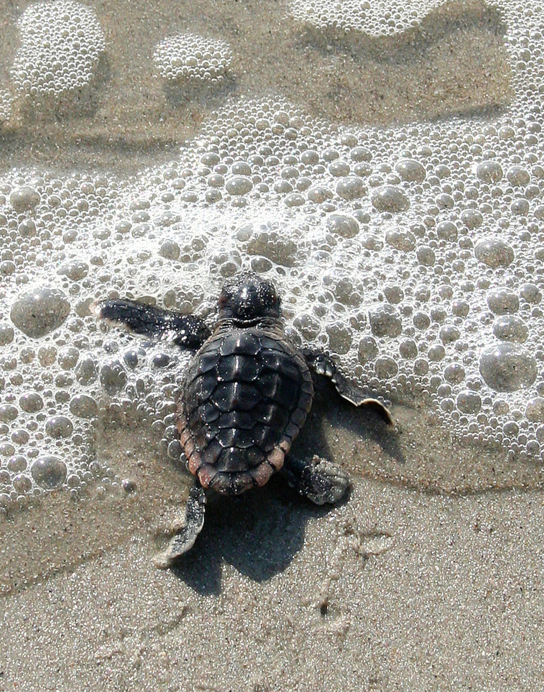 loggerhead hatchling