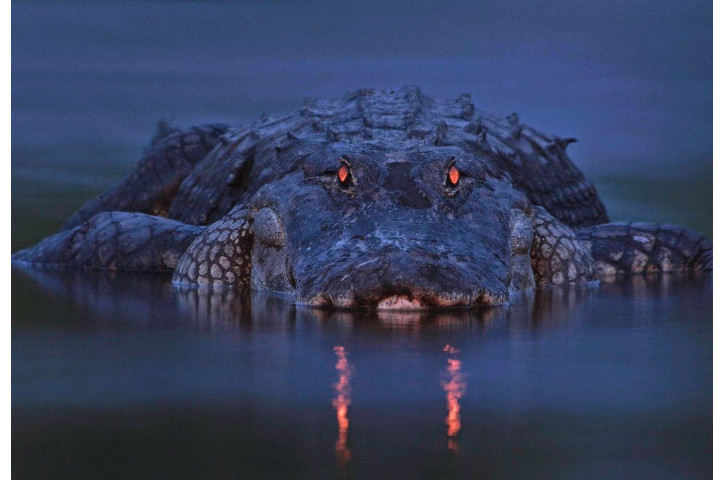 Night Prowl Creatures of the Dark