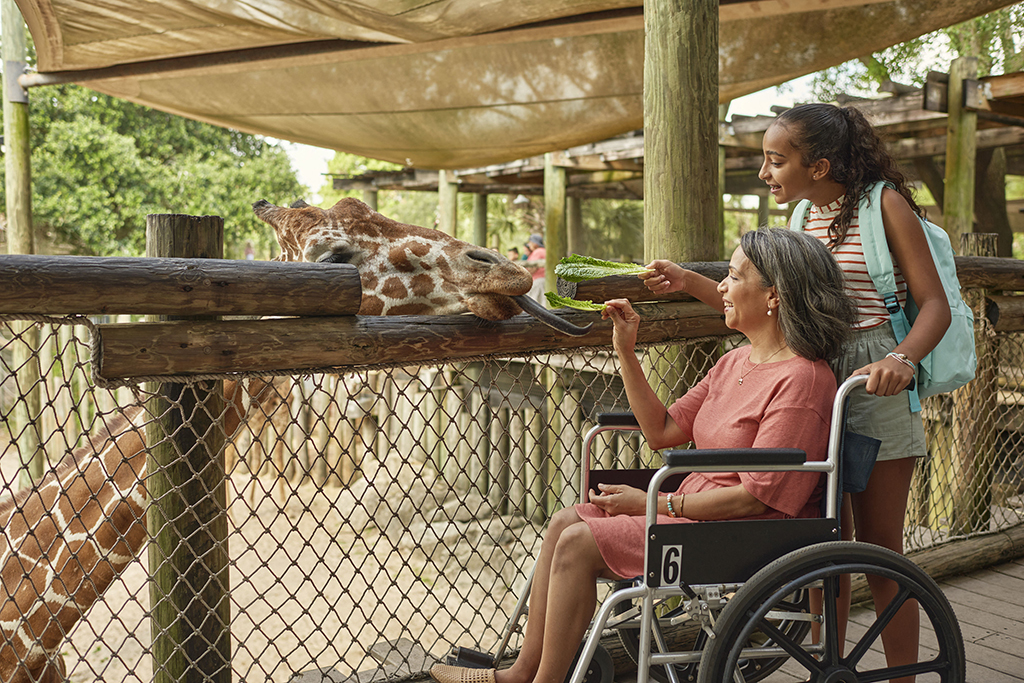 Woman in wheelchair feeding giraffes at the brevard zoo
