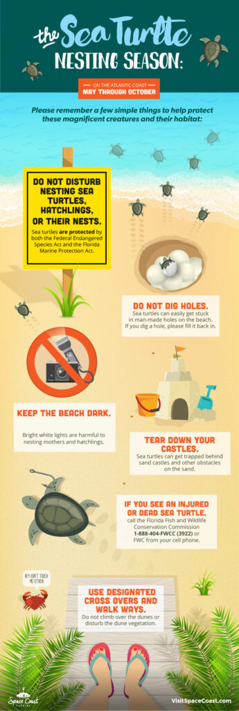 Sea Turtle infographic