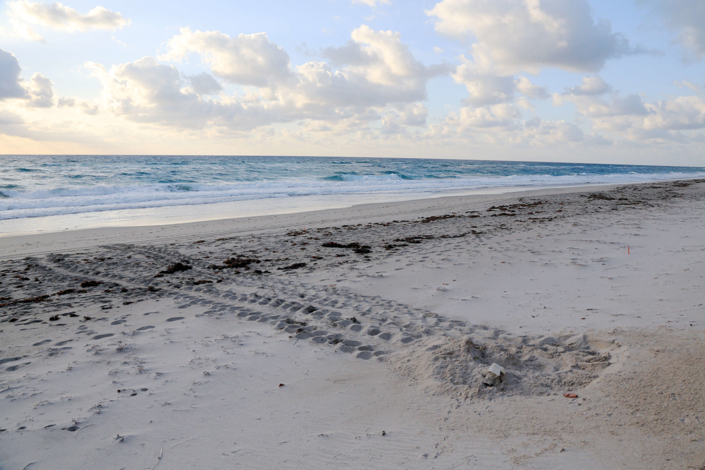 Sea Turtle Nest