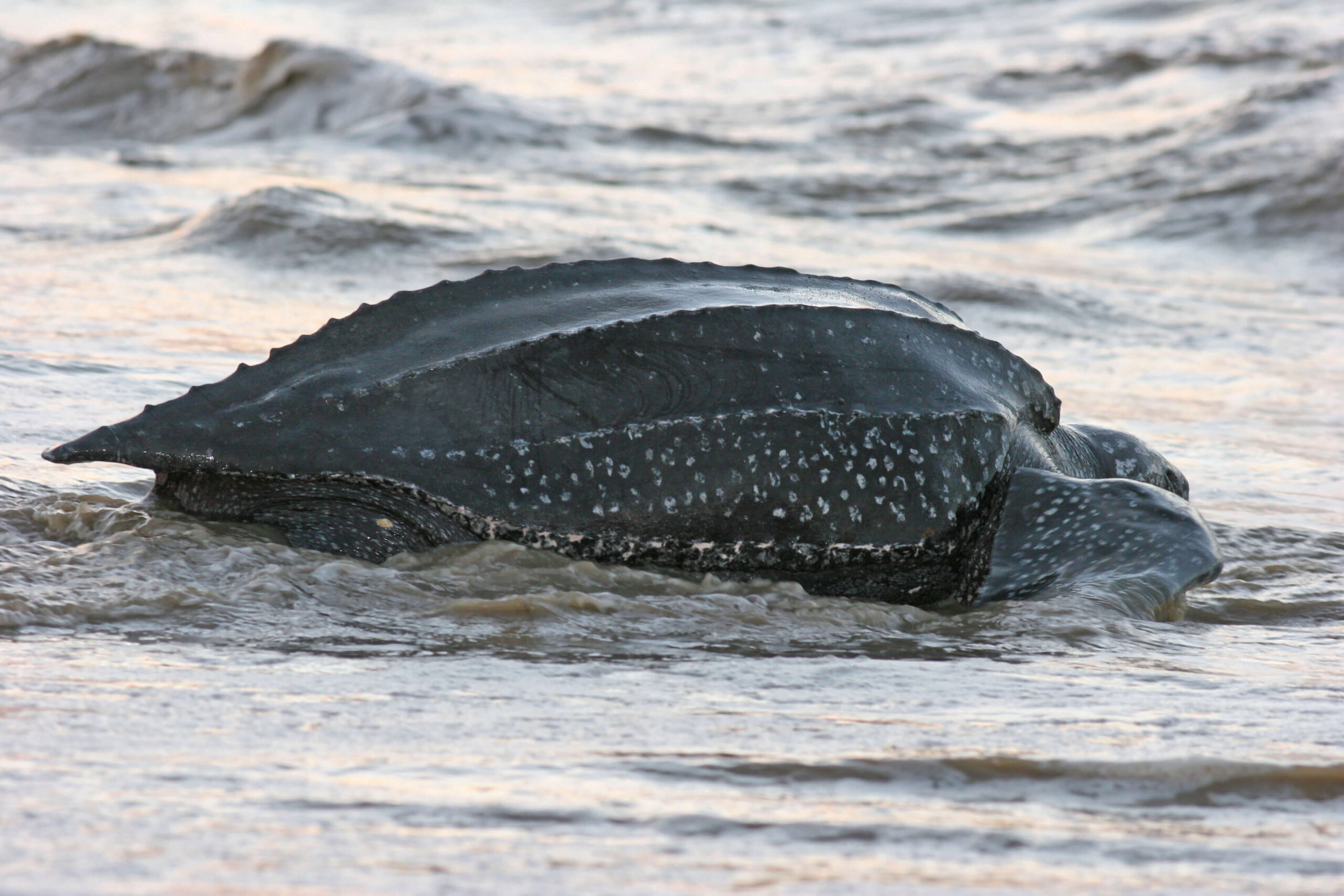 leatherback sea turtle heading back to sea